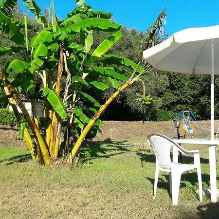 Mimosa Tropea ריקאדי