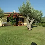 Mimosa Tropea