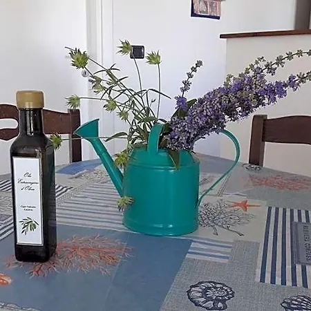 Mimosa Tropea