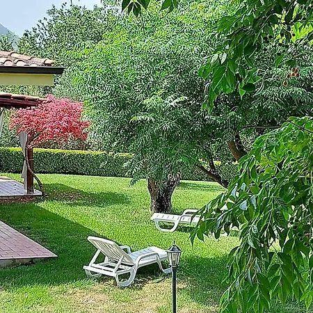 Mimosa Tropea *