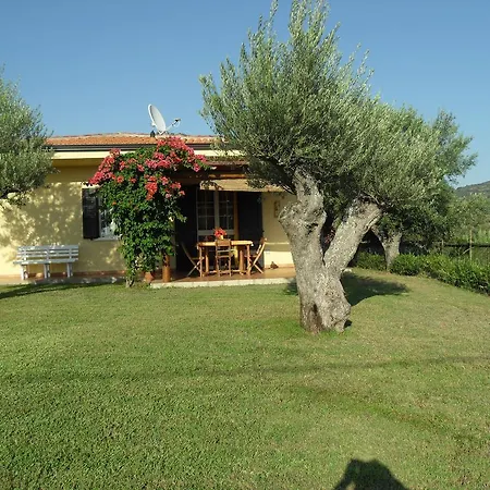 Mimosa Tropea